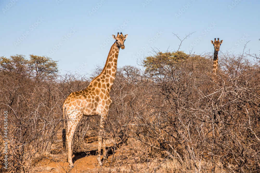 Obraz premium Giraffes in a <south African reserve 