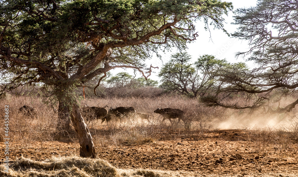 Herd of Bufallos during a Sudafrica Safari Herd of Bufallos during a Sudafrica Safari