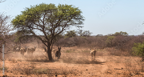 Canvas Print Animals on a photo safari in Botswana