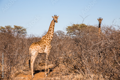 Giraffes in a  south African reserve 