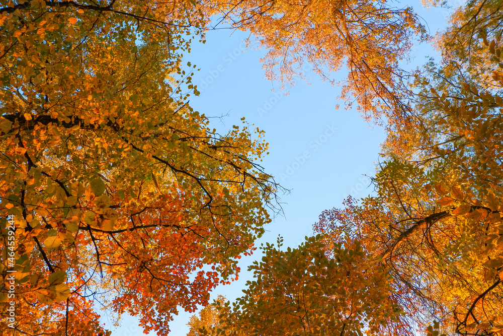 Autumn photo in gold tones. Yellow foliage on trees in the rays of the setting sun. Autumn background. Autumn photo in gold tones. Yellow foliage on trees in the rays of the setting sun. Autumn background.