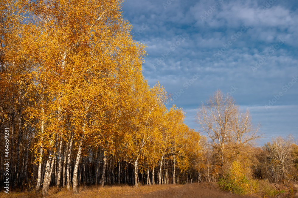 Trees with yellow leaves in a birch grove and blue sky with clouds with place for text