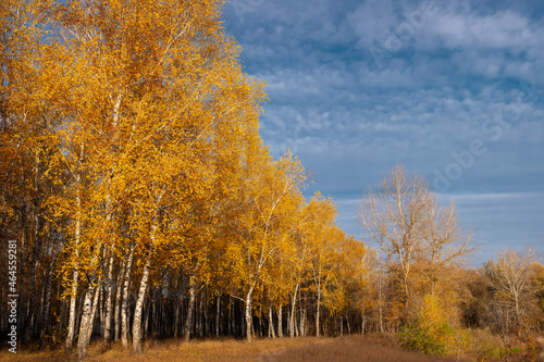 Trees with yellow leaves in a birch grove and blue sky with clouds with place for text