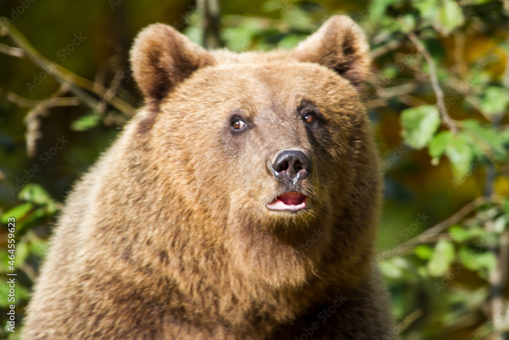 Fototapeta premium Bear on the Transfagarasan in Romania