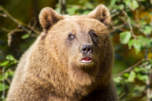 Bear on the Transfagarasan in Romania photo