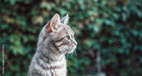 Grey cat on a background of wild grapes