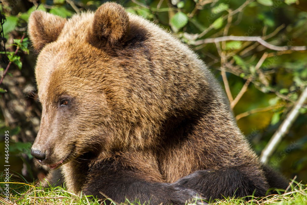 Fototapeta premium Wild bear in Romania