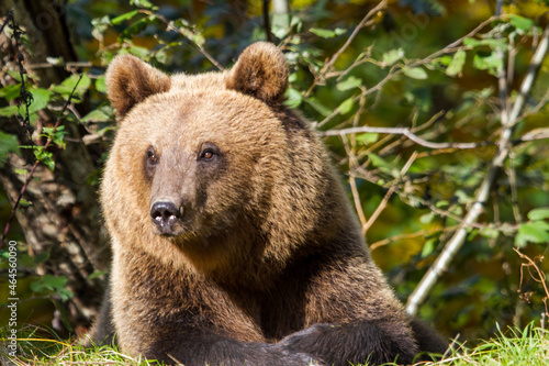Wallpaper Mural Bear on the Transfagarasan in Romania Torontodigital.ca