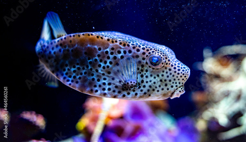 Poisson tropical - Poisson exotique - Aquarium