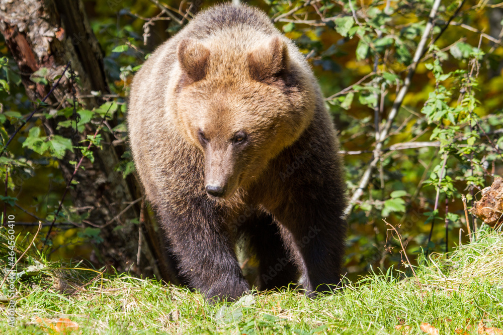 Wild bear in Romania