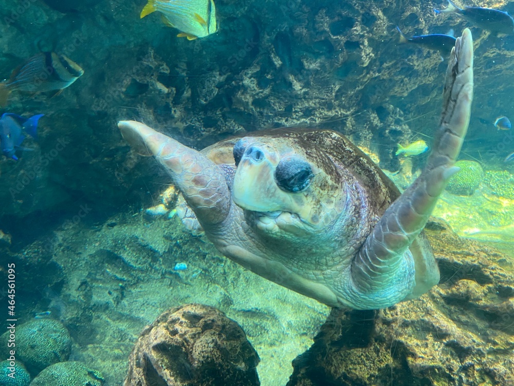 Obraz premium green sea turtle