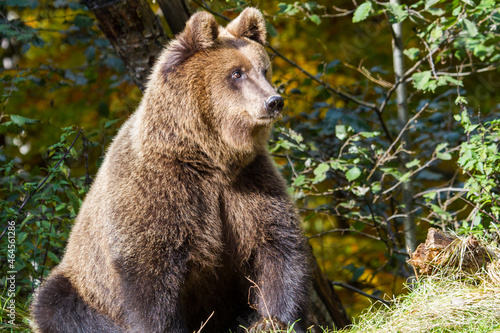 Wild young bear on a street in Romania