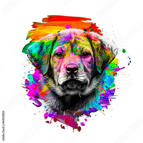 dog with colorful eyes