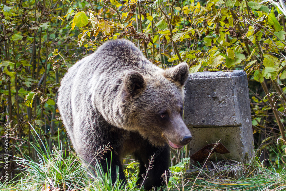 Fototapeta premium Wild bear in Romania