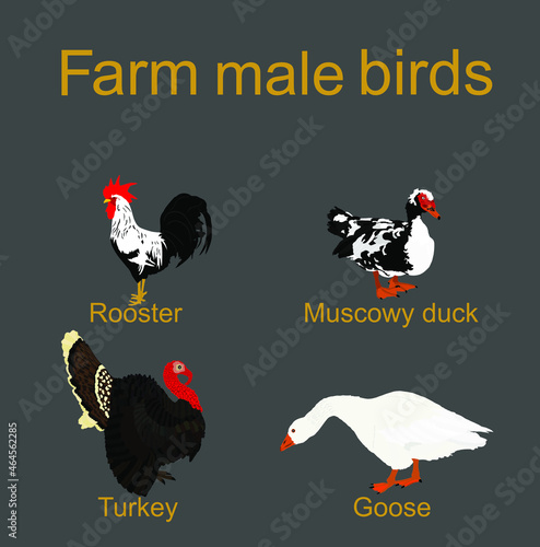 Farm fowl male birds vector silhouette illustration isolated on gray. Domestic poultry: Turkey, goose, rooster chicken, muscowy duck. Ranch animals. Organic food symbol. Butcher shop restaurant sign.