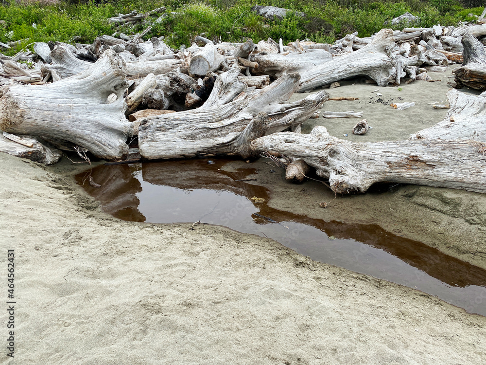 Fototapeta premium large wood logs driftwood beach ocean sea shore sand and tide pool nature background