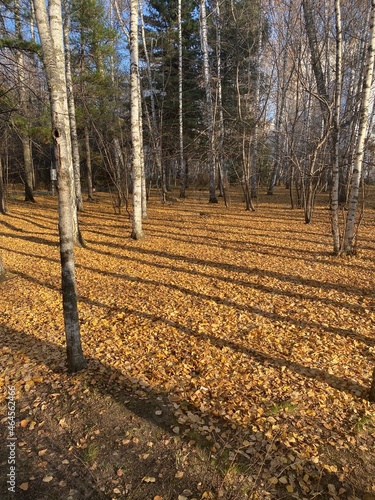 autumn in the forest