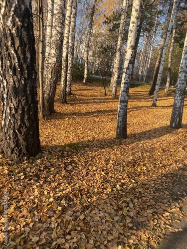 autumn in the park