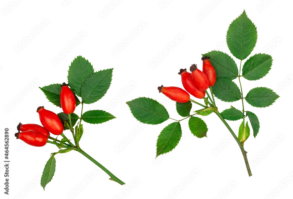 Rose hip twigs isolated on a white background, top view Rose hip twigs isolated on a white background, top view
