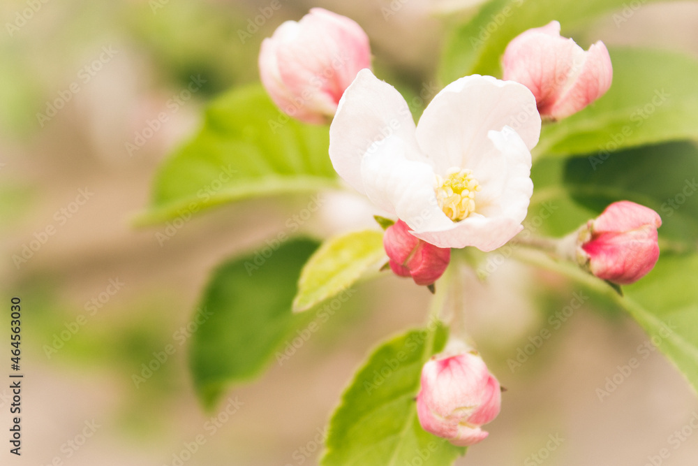 Obraz premium tree blossom