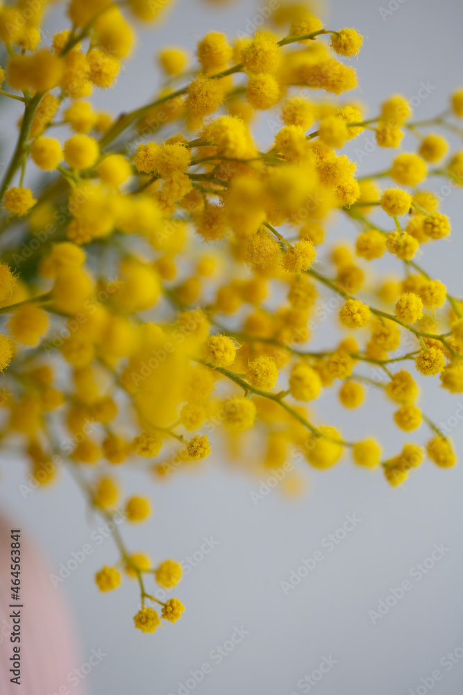 spring flowers, mimosa, yellow balls