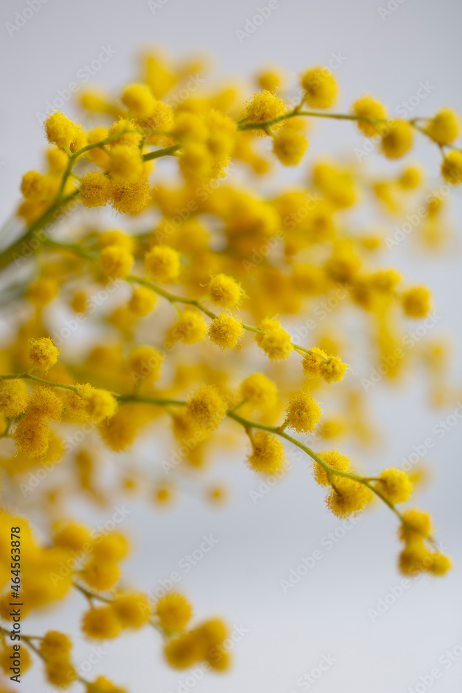 spring flowers, mimosa, yellow balls spring flowers, mimosa, yellow balls