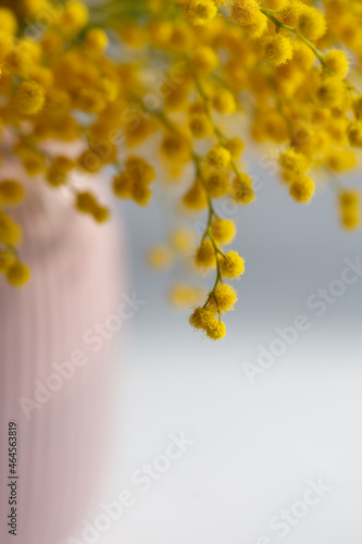 spring flowers, mimosa, yellow balls