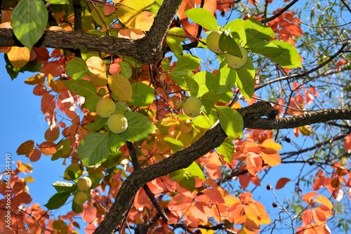 Ramas del árbol del caqui con sus frutos en otoño photo