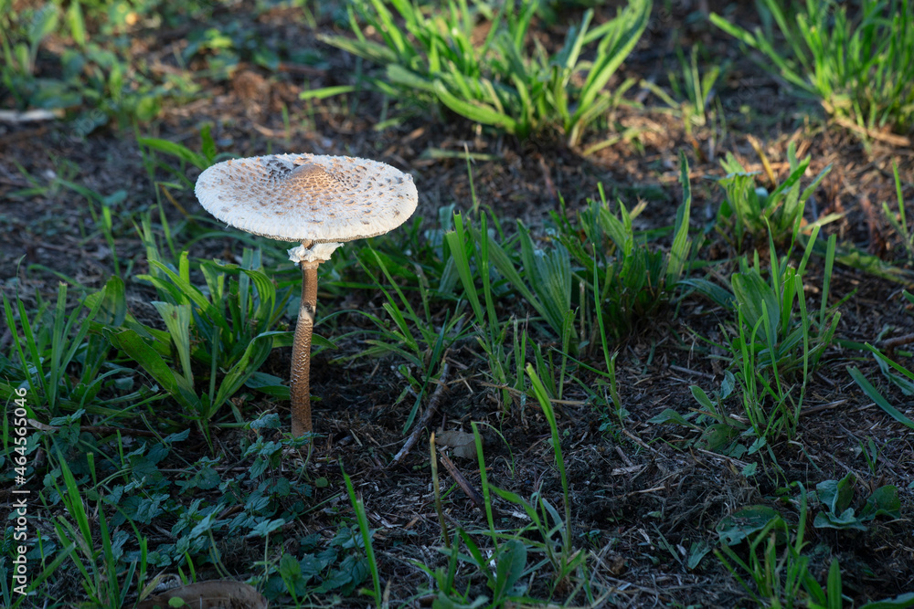 The Parasol Mushroom (Macrolepiota procera). copy space The Parasol Mushroom (Macrolepiota procera). copy space