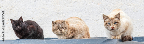 Stray cats resting on the lid of a garbage can. photo