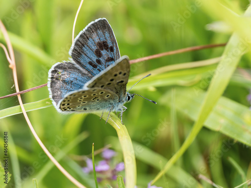 Valokuva Large Blue Butterfly in a Wild Flower Meadow at Green Down, Somerset