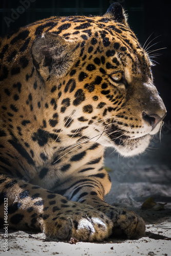 The jaguar  Panthera onca  in the zoo