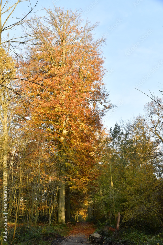 L'arbre à feuillage brun le long d'un chemin en pleine forêt de Soignes à Woluwe-St-Lambert
