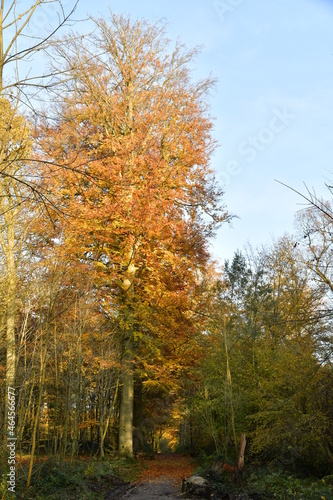 L'arbre à feuillage brun le long d'un chemin en pleine forêt de Soignes à Woluwe-St-Lambert 