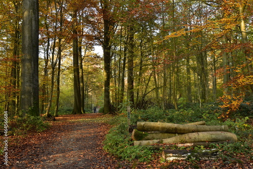 La végétation en automne en pleine forêt de Soignes à Auderghem  photo