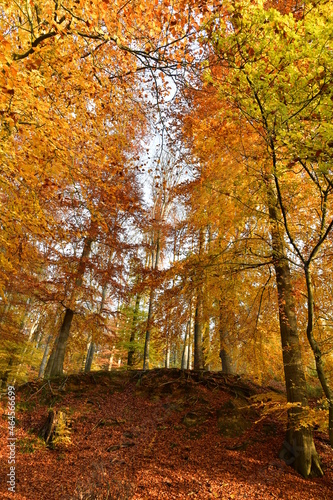 Le "tapis rouge" lors de la chute des feuilles en forêt de Soignes en automne à Auderghem