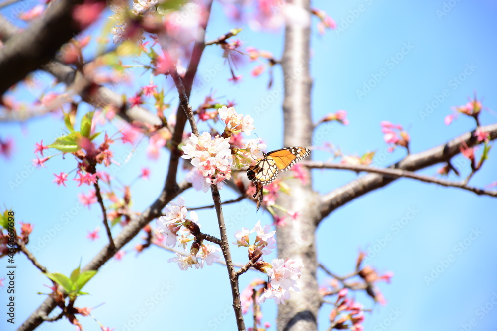 bottlefly on the blossom branch