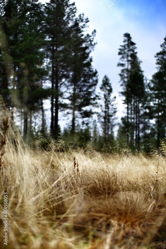 Low perspective shot of dry grass on autumnal meadow
