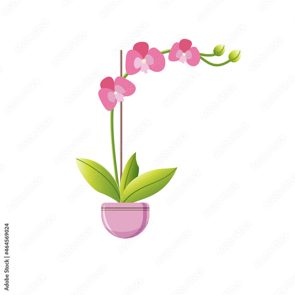 Flat vector illustration of indoor plant flowering pink orchid with buds in a flowerpot on white background. Idea for a poster, sticker, book, web design and so on. Flat vector illustration of indoor plant flowering pink orchid with buds in a flowerpot on white background. Idea for a poster, sticker, book, web design and so on.