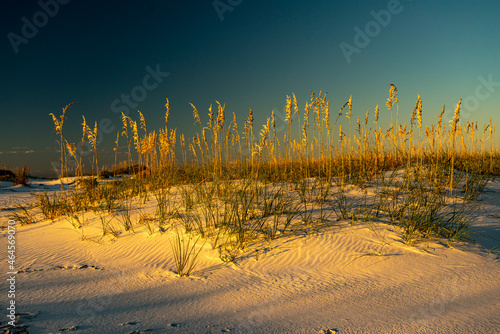 Sand Dune and sea oats photo