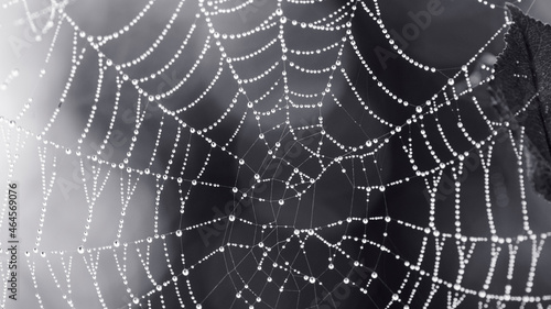 monochrome photo. horror, Halloween. drops of morning dew on the web. Drops of water after rain, glow on the cobweb on a summer or autumn morning. close-up. natural background. macro photo