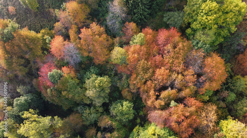 autunno colori alberi paesaggio natura 