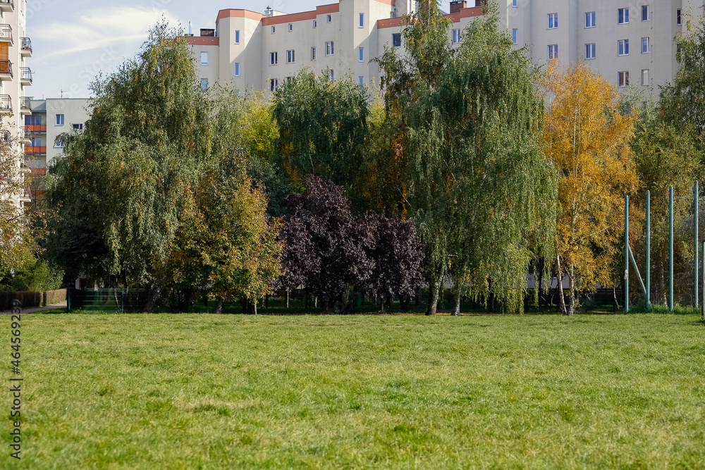 Fototapeta premium Trees grow densely by the lawn