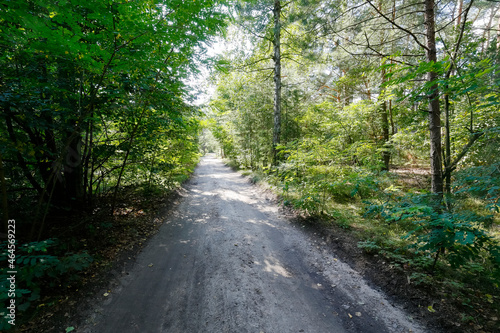 A narrow sandy road leads through the forest © marek_usz