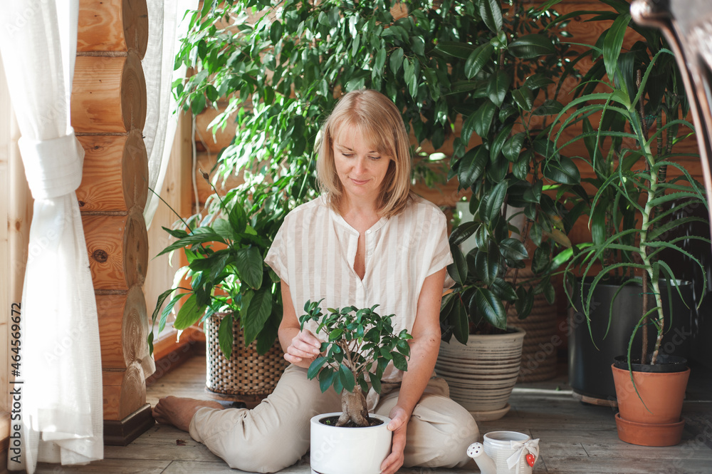 A beautiful blonde woman in beige clothes takes care of a ficus in a white pot. Home gardening and floriculture. A beautiful blonde woman in beige clothes takes care of a ficus in a white pot. Home gardening and floriculture.