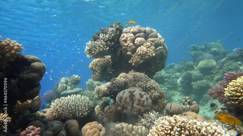 Coral reef, tropical fish. Warm ocean and clear water. Underwater world. Coral reef, tropical fish. Warm ocean and clear water. Underwater world.
