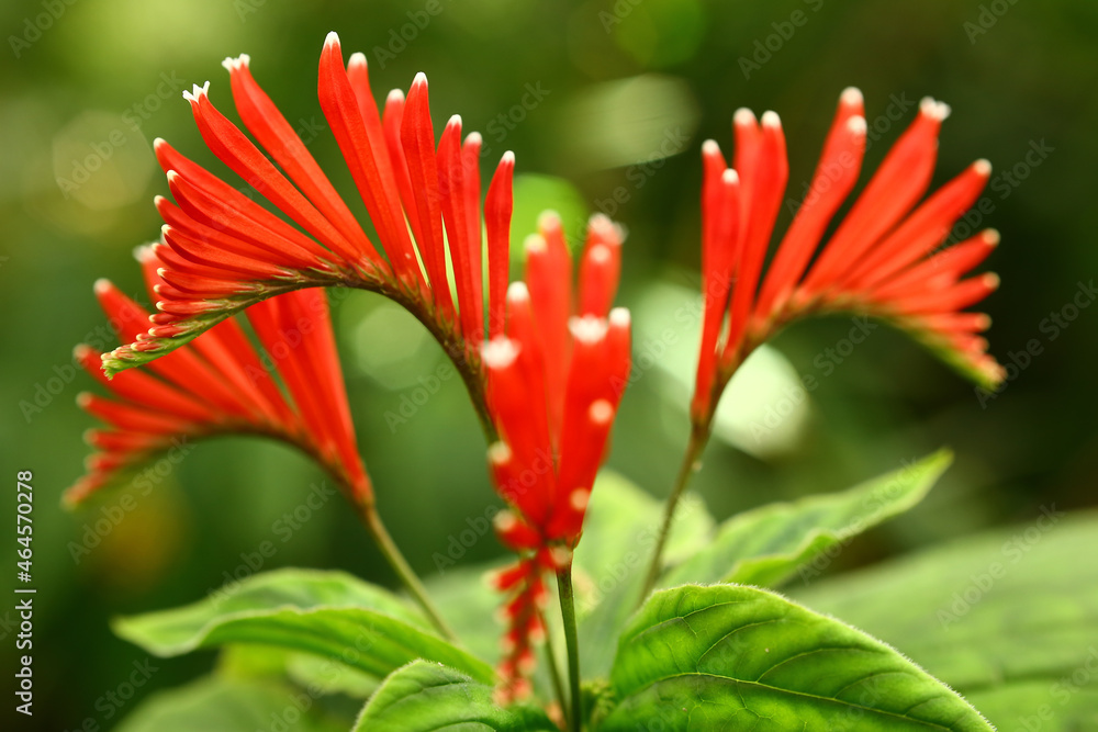 Beautiful flowers of the tropical plant Spigelia splendens