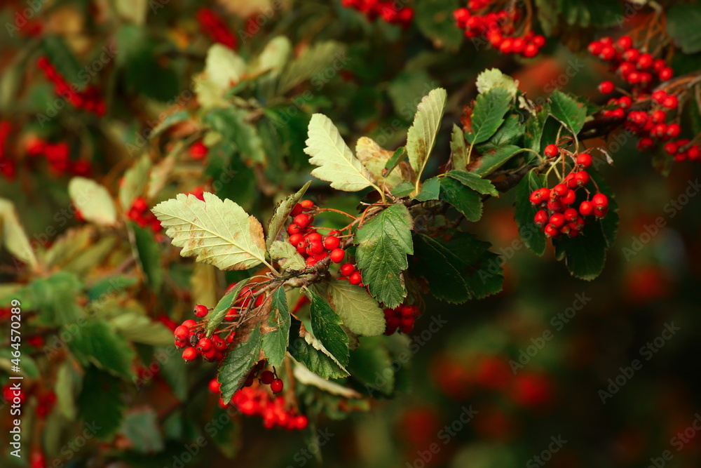 Ripe berries of the Swedish whitebeam (Sorbus intermedia) Ripe berries of the Swedish whitebeam (Sorbus intermedia)