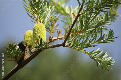Blooming twig of the silver banksia (Banksia marginata) photo