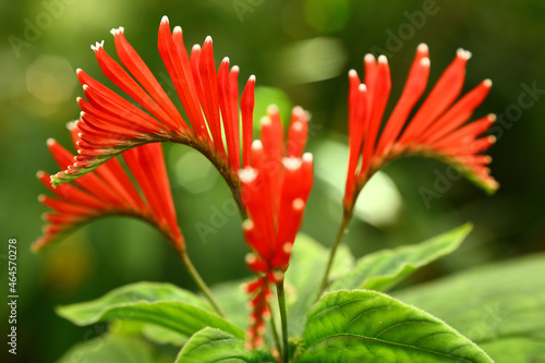 Beautiful flowers of the tropical plant Spigelia splendens photo